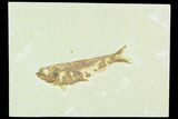 Fossil Fish (Knightia) - Green River Formation #126200-1
